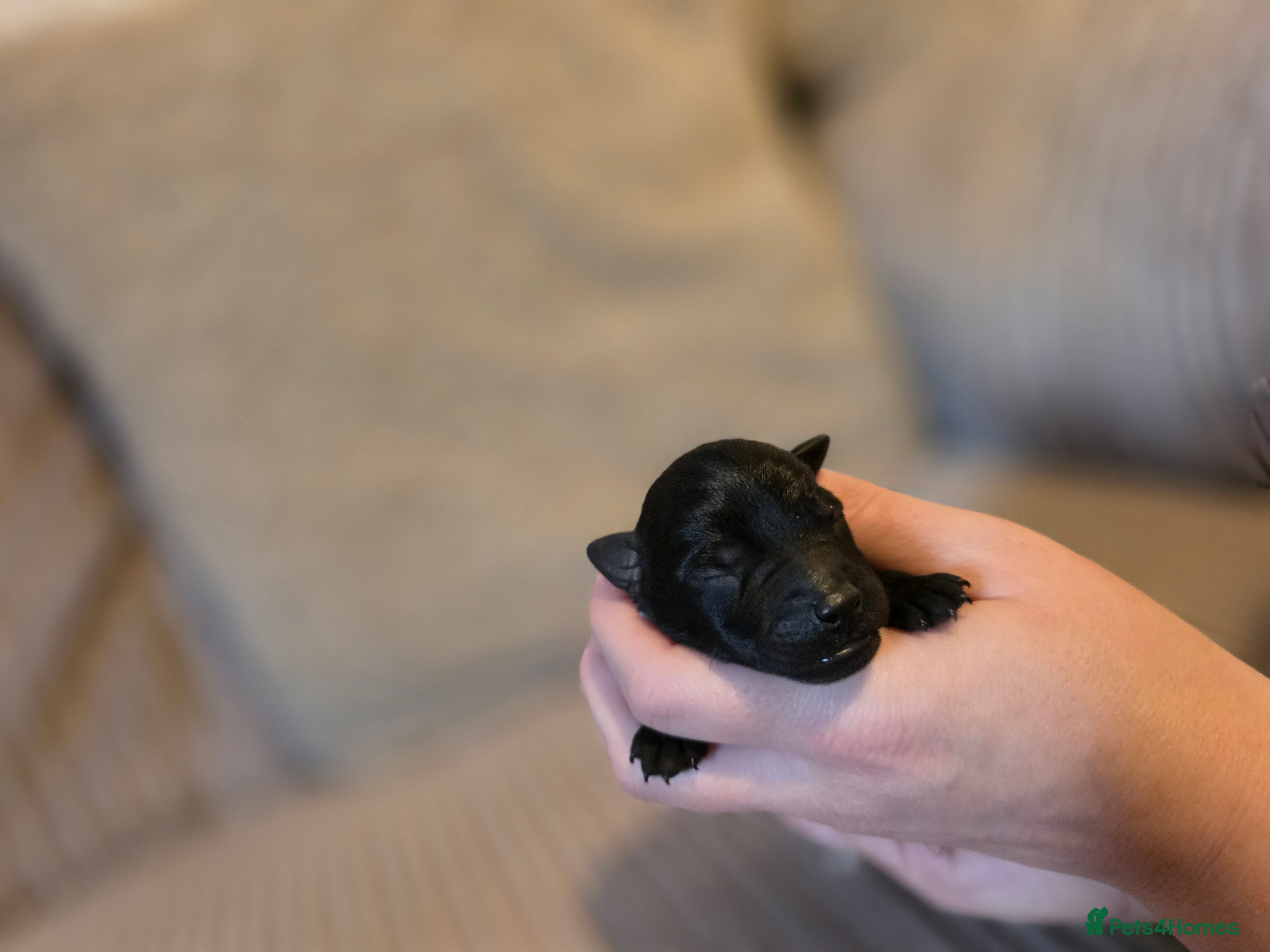 Mixed Breed dogs Patterdale cross miniature schnauzer puppies  - Advert 2