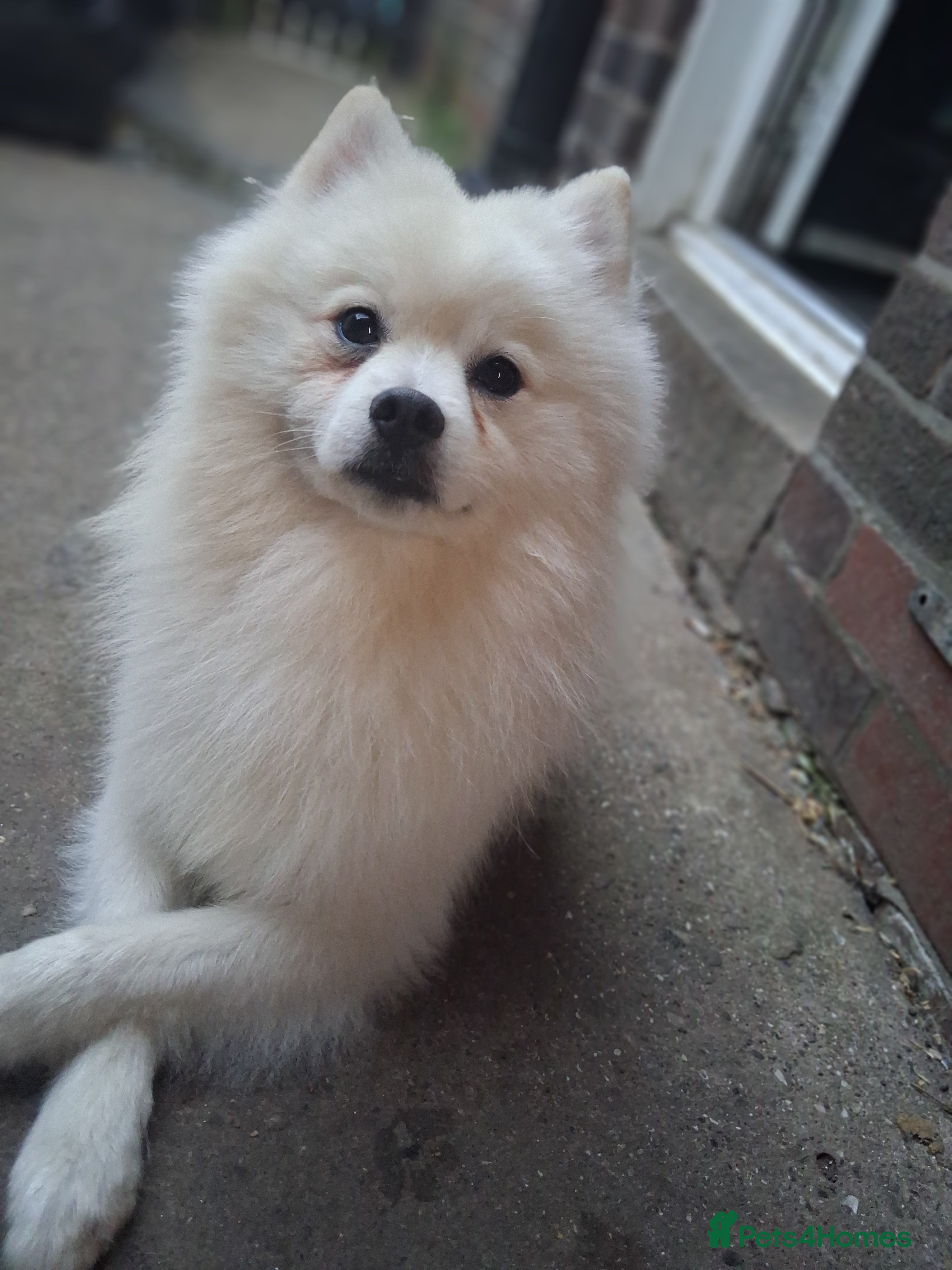 German Spitz dogs German spitz - Advert 1