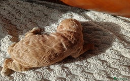 Cockapoo dogs for sale: Beautiful litter of cockapoos - Image 19