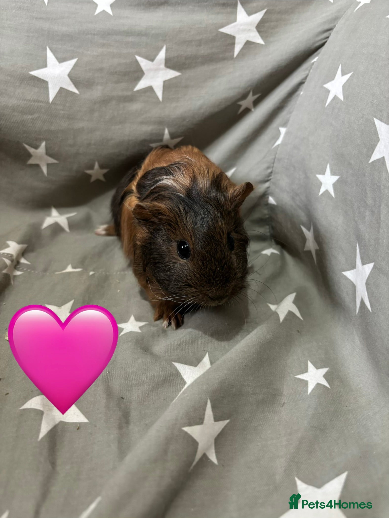 Guinea Pig rodents Mixed guinea pigs  - Advert 7