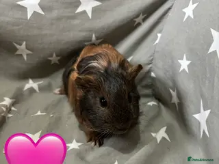 Guinea Pig rodents Mixed guinea pigs - Advert 7