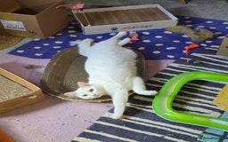 Domestic Shorthair cats for sale: Heartbreaking Rehome-18 month old Pure White Cat x - Image 4