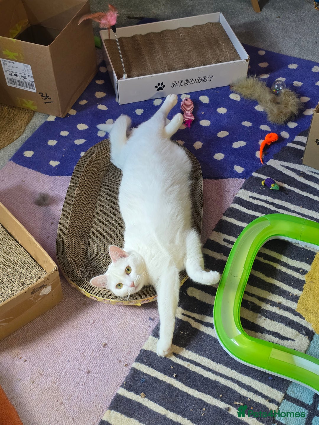 Domestic Shorthair cats for sale: Heartbreaking Rehome-18 month old Pure White Cat x - Image 4