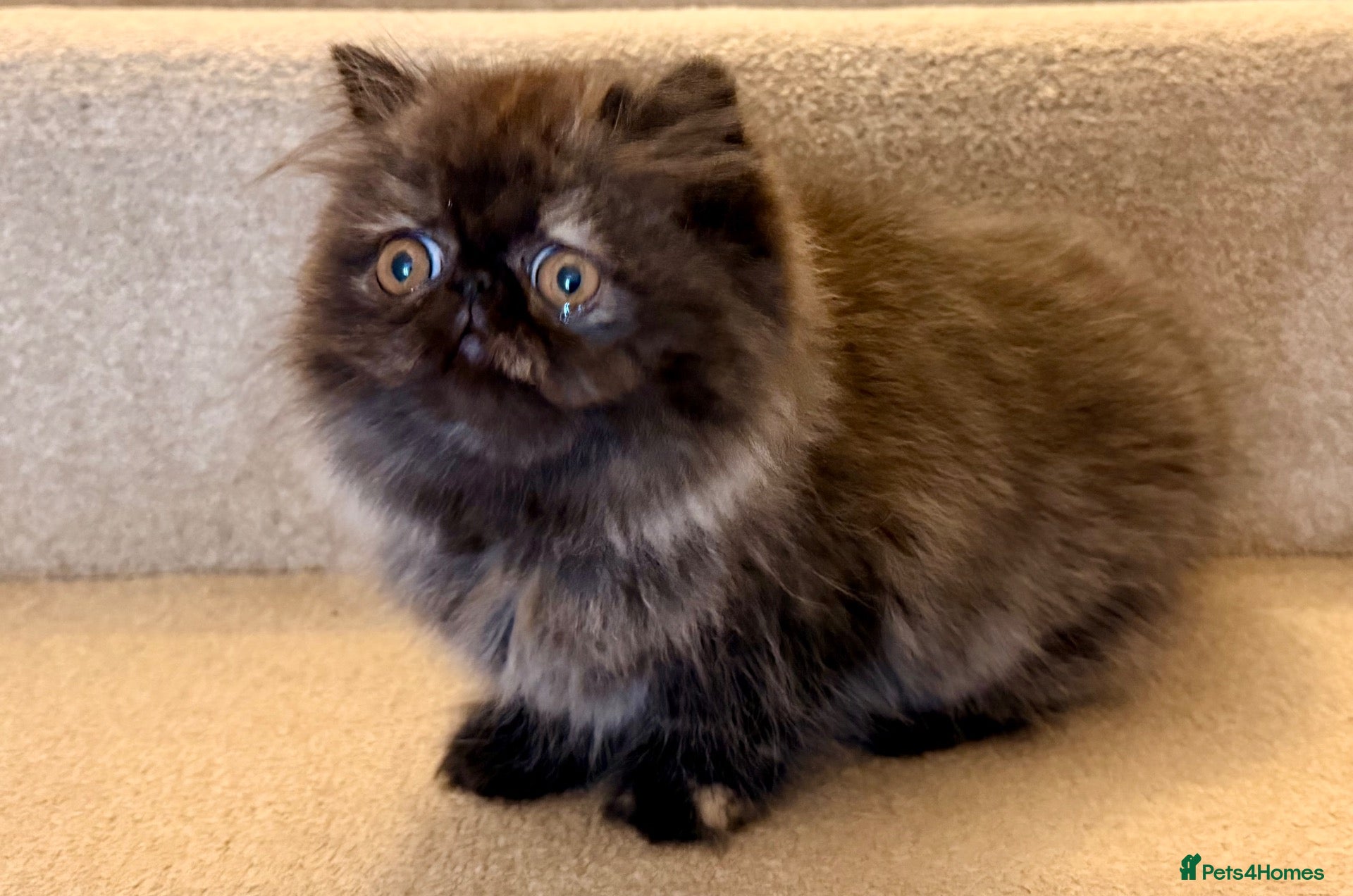 Persian cats AVAILABLE Beautiful Pedigree Persian Tortie Female - Advert 1