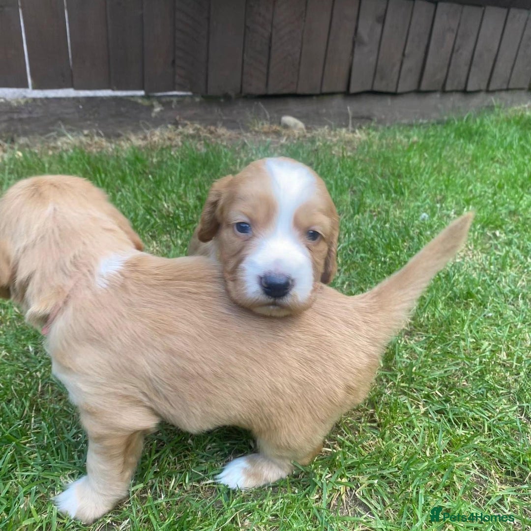Cocker Spaniel dogs for stud: Cocker spaniel for stud - Image 10