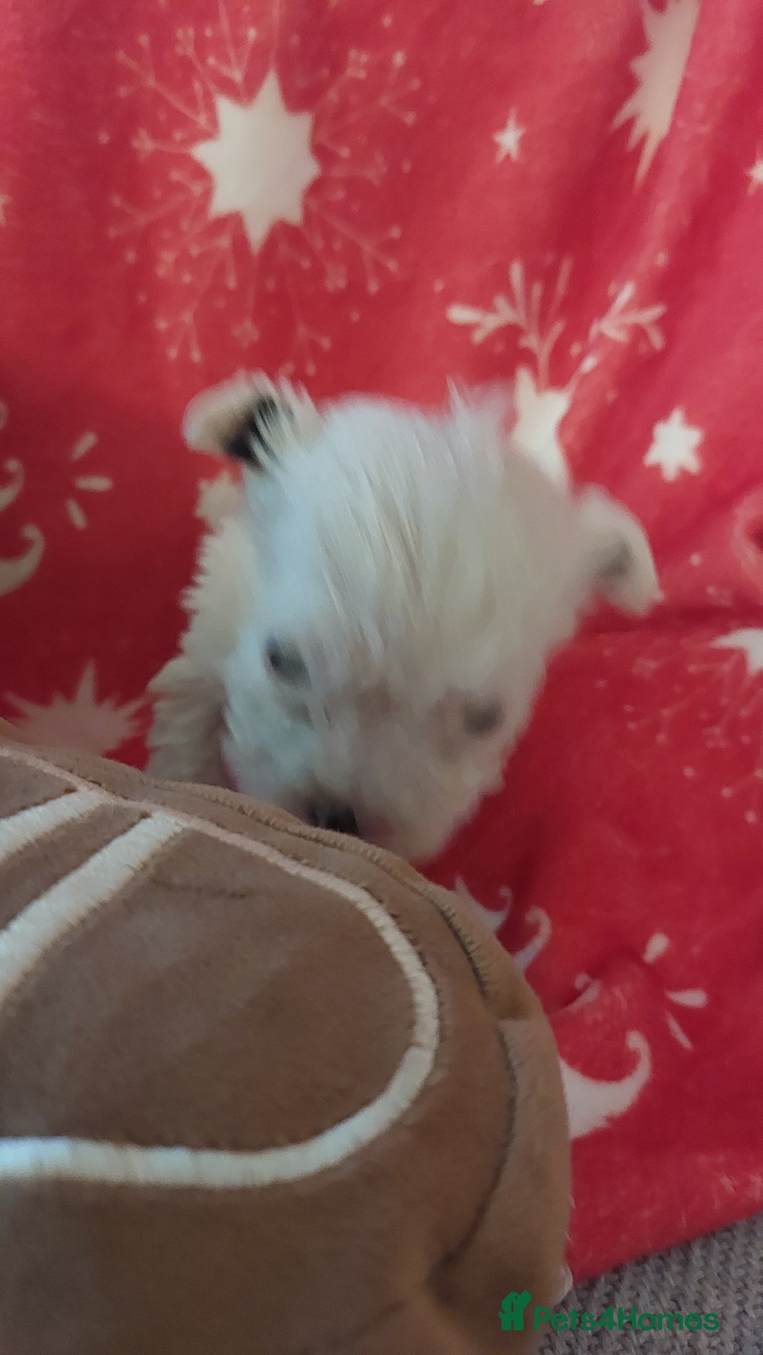Mixed Breed dogs for sale: Shihtzu jack russel - Advert 6