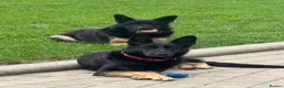 German Shepherd dogs for sale: Mrs Jas Padda  - Advert 23