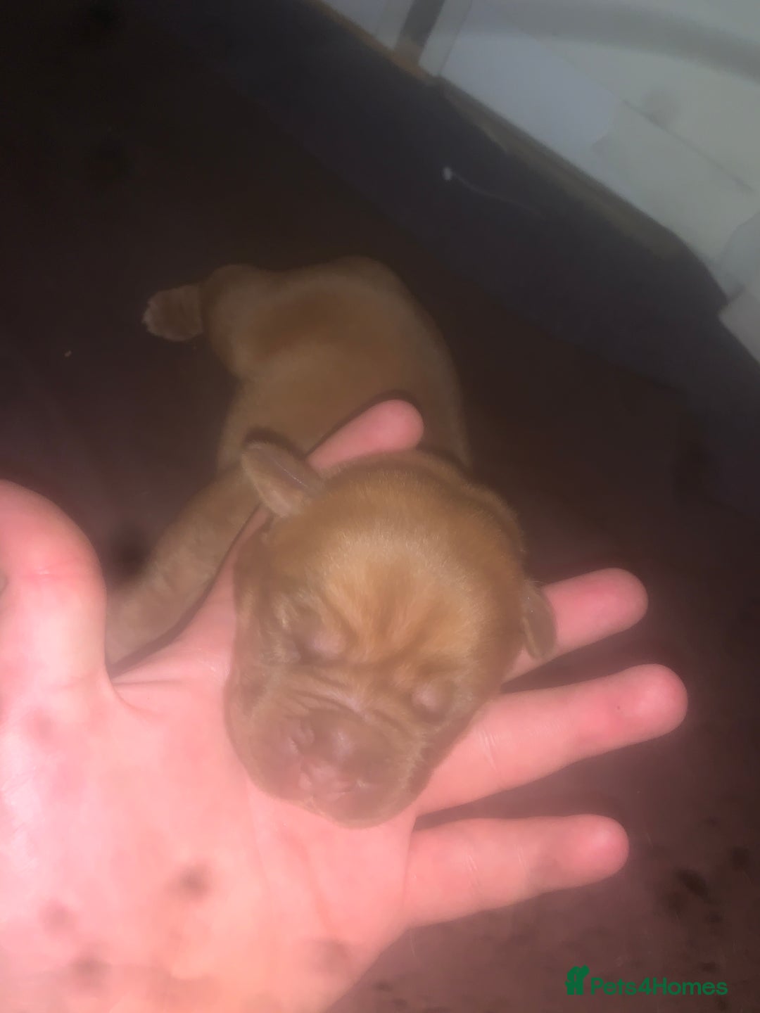 Dogue De Bordeaux dogs for sale: Beautiful dog de Bordeaux puppies full breads  - Image 13