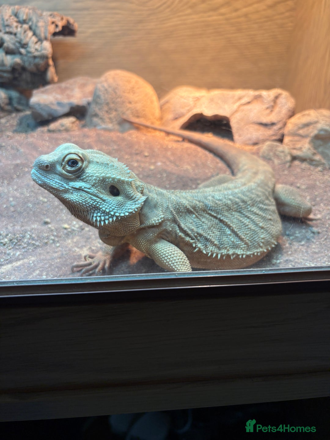 Lizard reptiles for sale: Beard dragon called Fearless  - Advert 5
