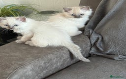 Ragdoll cats for sale: Stunning bluepoint Ragdoll kittens - Image 7