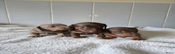 Miniature Dachshund dogs for sale: Miniature Dachshand girls  - Advert 11