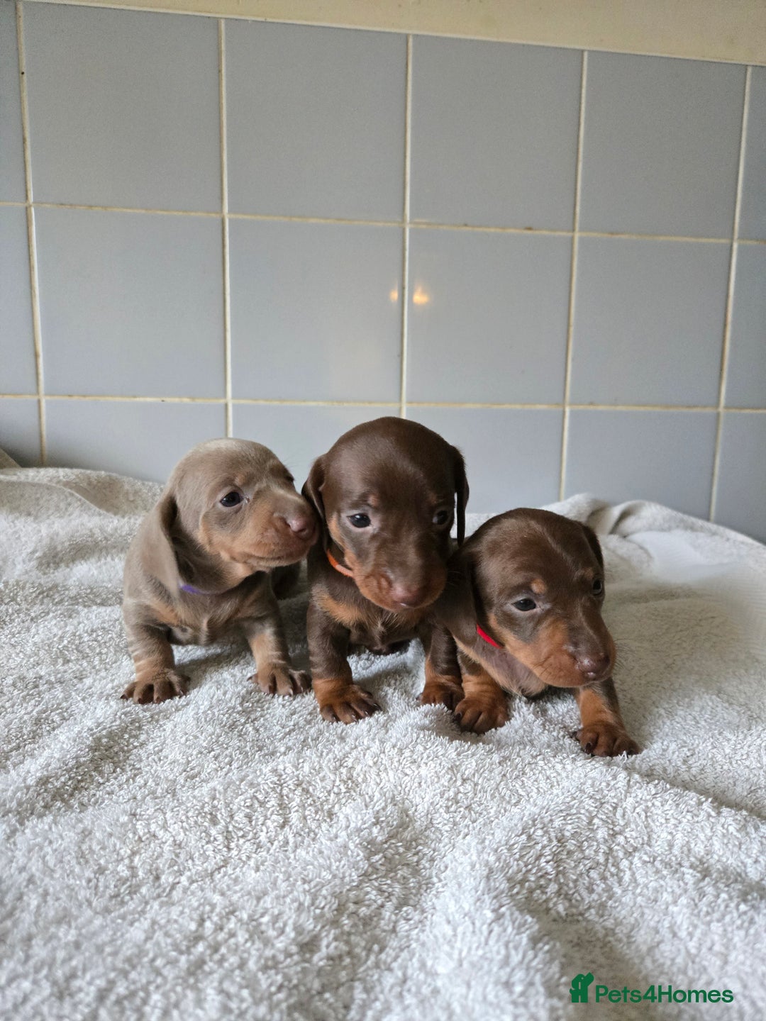 Miniature Dachshund dogs for sale: Miniature Dachshand girls  - Advert 11