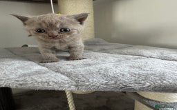 British Shorthair cats for sale: Gccf Champion Sired British Shorthair Kittens  - Image 8