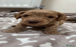 Cockapoo dogs for sale: Adorable cockapoo puppies for sale  - Image 3
