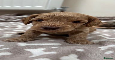 Cockapoo dogs - Advert 6