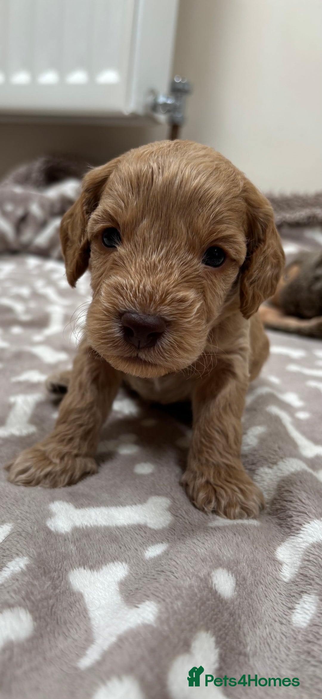 Cockapoo dogs for sale: Adorable cockapoo puppies for sale  - Image 3
