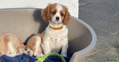 Cavalier King Charles Spaniel dogs Cavalier King Charles  - Advert 13