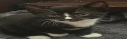 Domestic Shorthair cats for sale: Stunning kittens raised in a family home - Advert 12