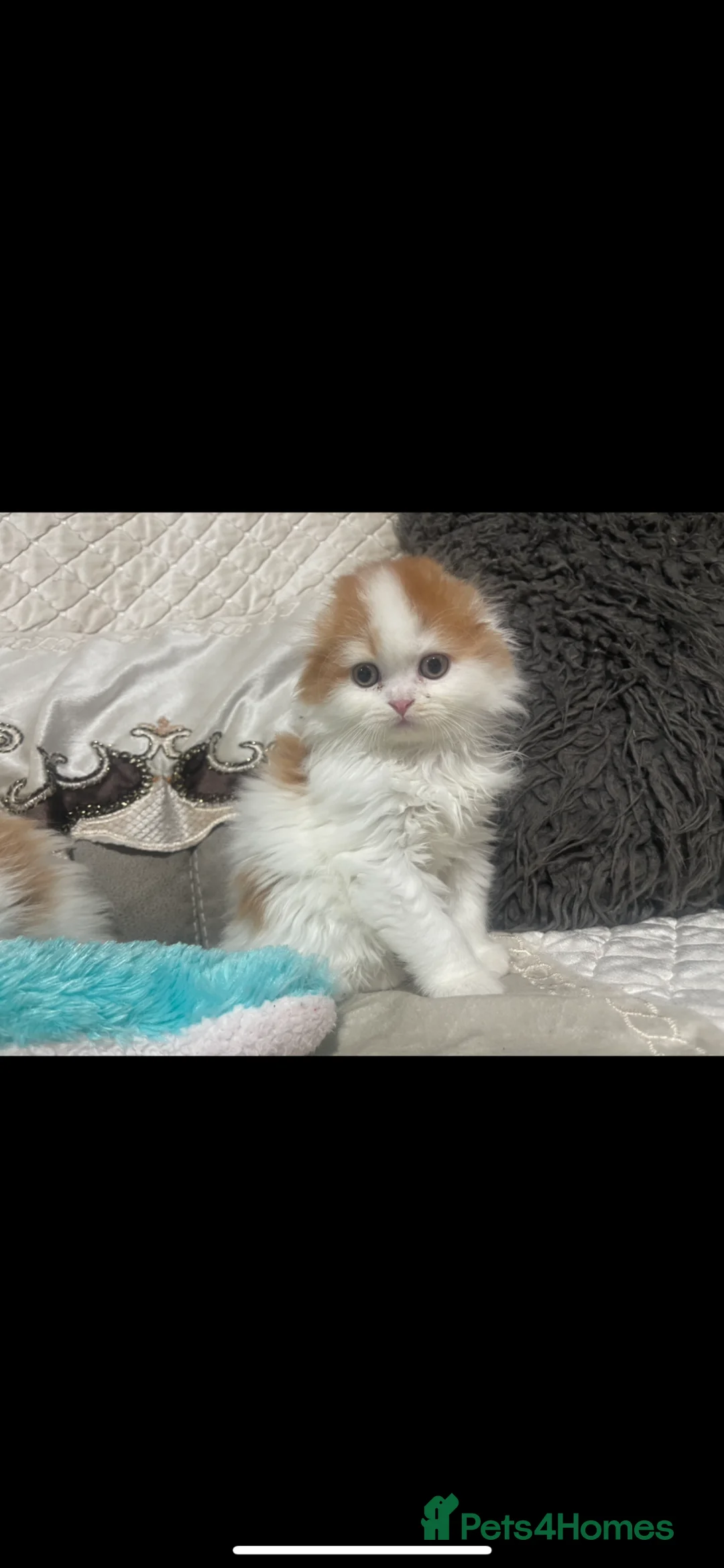 Scottish Fold cats for sale: Beautiful Scottish Fold × Long-Haired Mix Kittens  - Advert 2