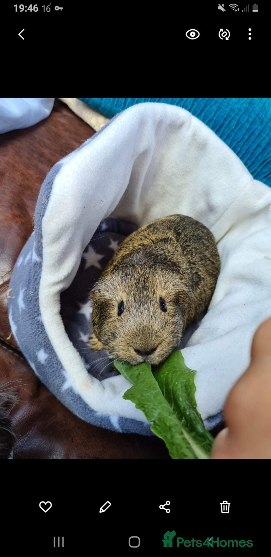 Guinea Pig rodents for sale: 2 bonded females looking for a new home - Image 3