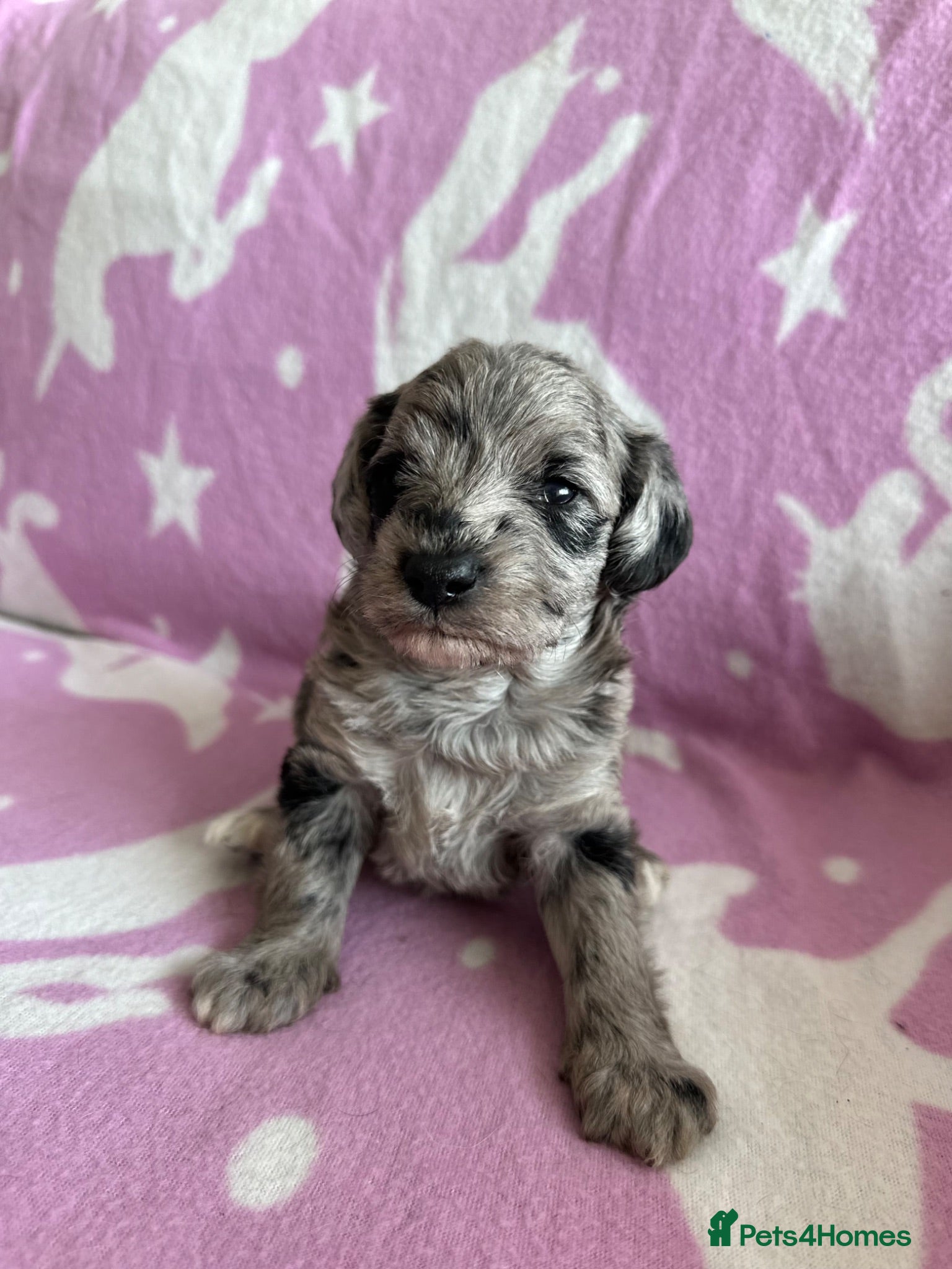 Schnoodle dogs F1B Stunning Merle Schnoodle  - Advert 1