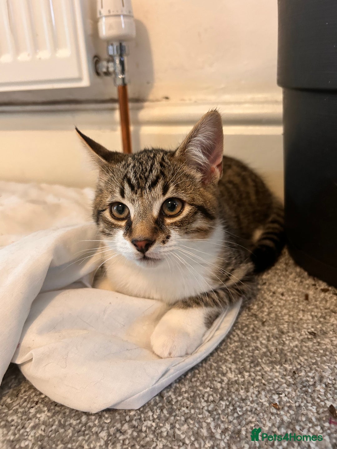 Bombay cats for sale: Friendly and smart Kittens  - Image 15