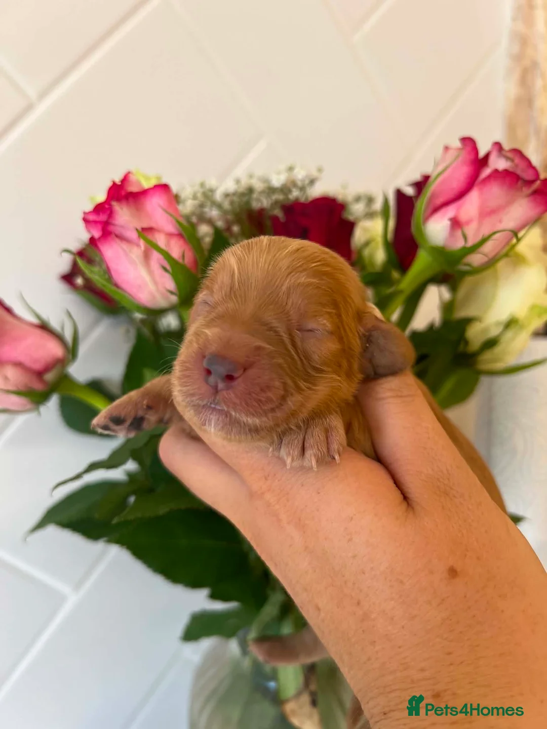 Cockapoo dogs for sale: *** Stunning F1 Homebred Cockapoo Babies*** - Advert 1