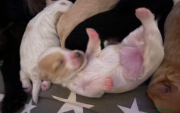 Maltipoo dogs for sale: 6 Beautiful Maltipoo Puppies for sale 🐶🐾 - Image 23