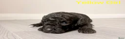 Cockapoo dogs for sale: Gorgeous Curly F1bb Cockapoos - Advert 16