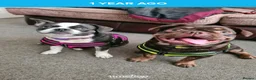 Mixed Breed dogs for sale: The black and white dog - Advert 1