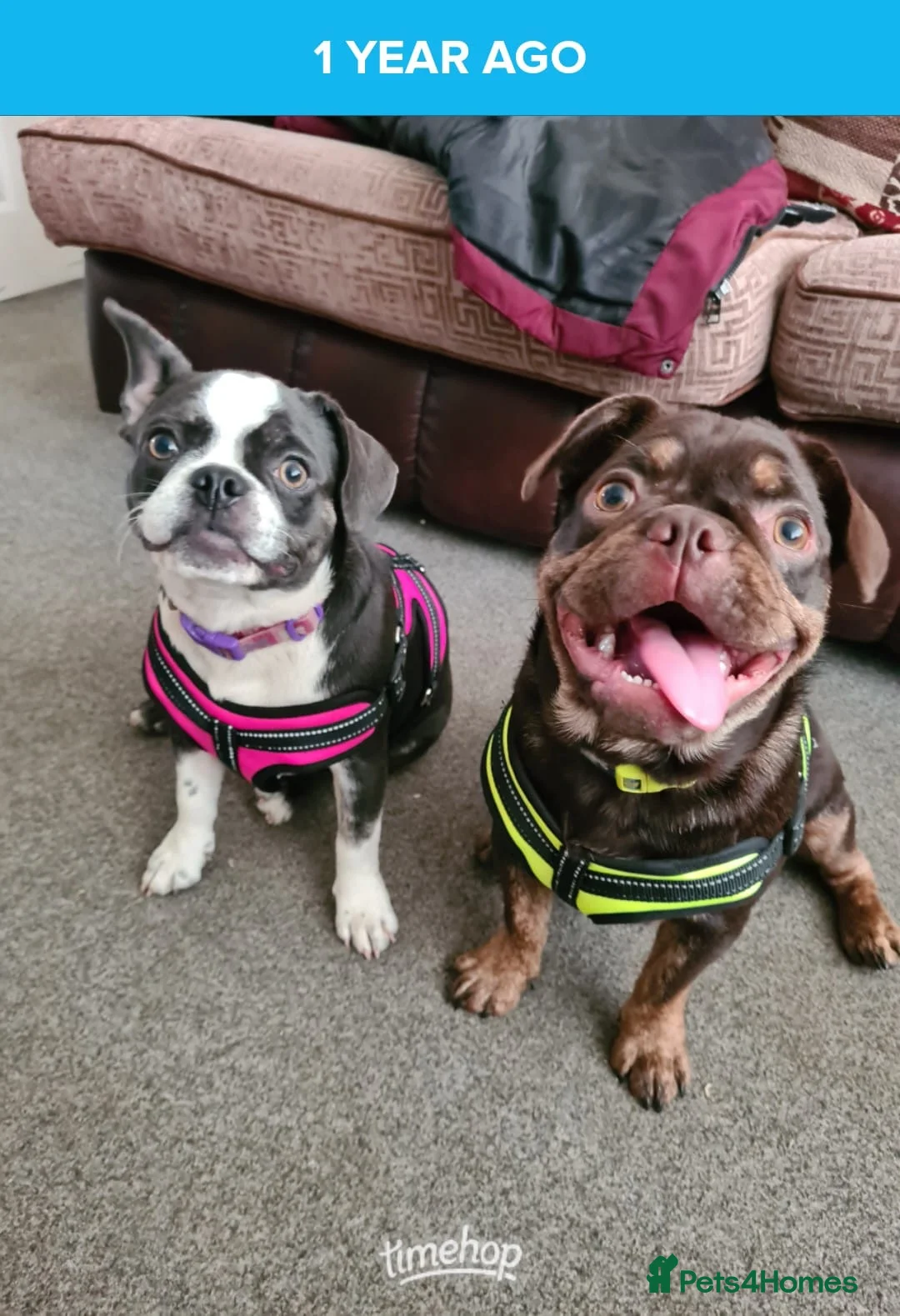 Mixed Breed dogs for sale: The black and white dog - Advert 1