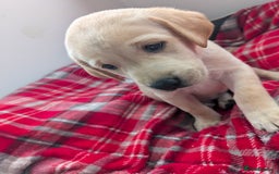 Labrador Retriever dogs for sale: Beautiful Labrador puppys  - Image 35