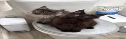 Maine Coon cats for sale: Pure stunning MaineCoon for sale! - Advert 6