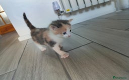 Mixed Breed cats for sale: 4 Mixed Breed Kittens  - Image 26