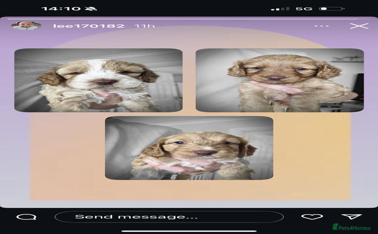 Cockapoo dogs - Advert 8