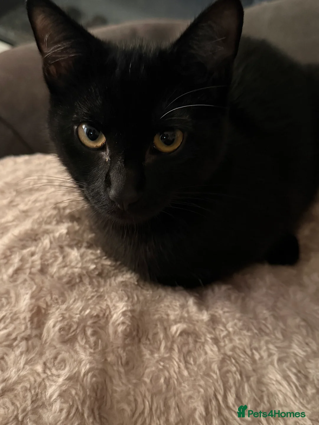 Mixed Breed cats for sale: male kitten 7 months old  - Advert 2