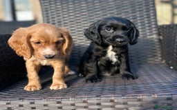Cocker Spaniel dogs for sale: Lovely cocker spaniel litter of 3 💗 - Image 3