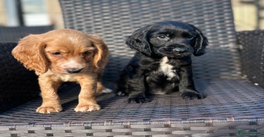 Cocker Spaniel dogs - Advert 1
