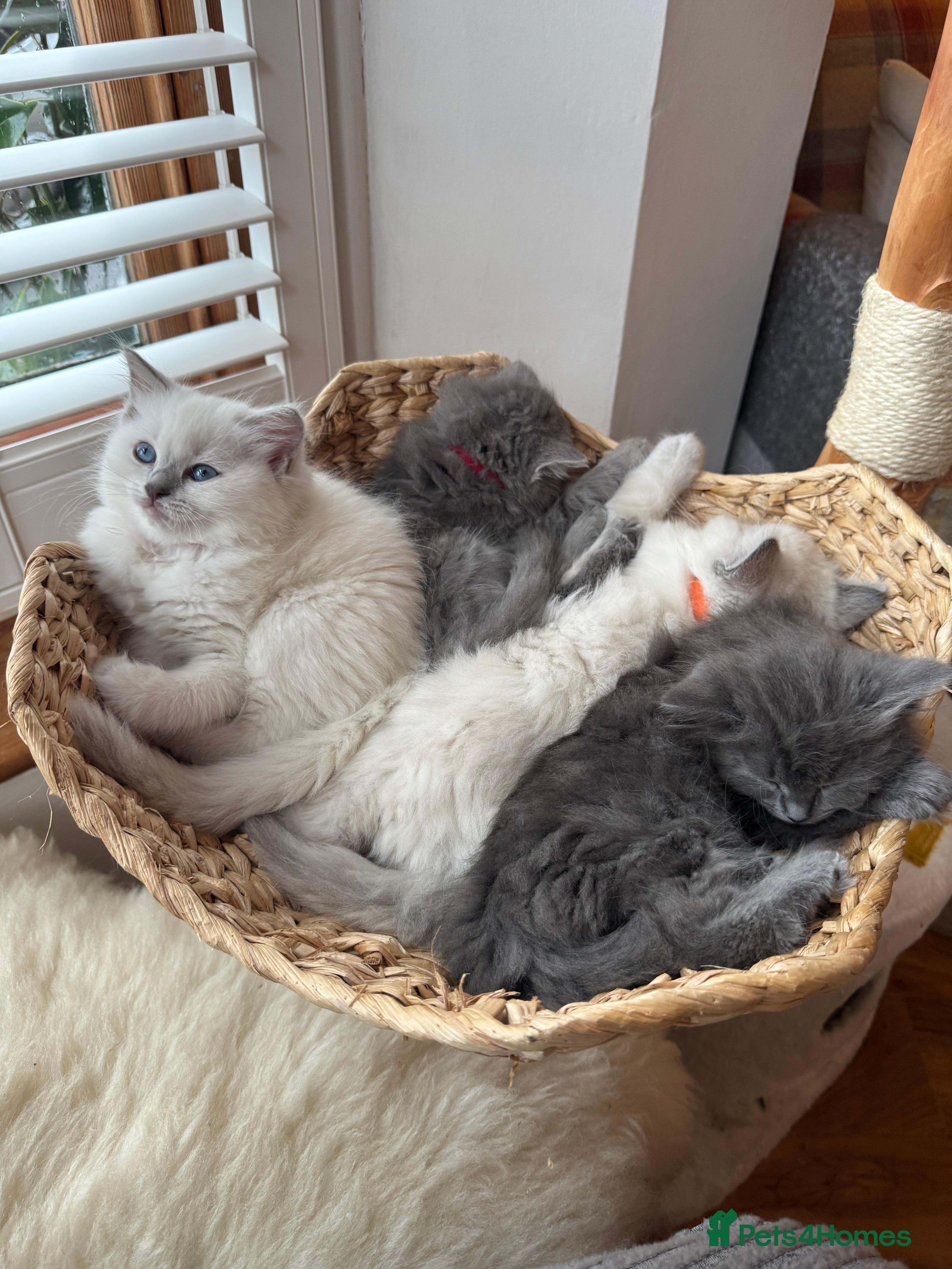 RagaMuffin cats Beautiful Ragamuffin Kittens - BSH/Ragdoll Cross - Advert 1