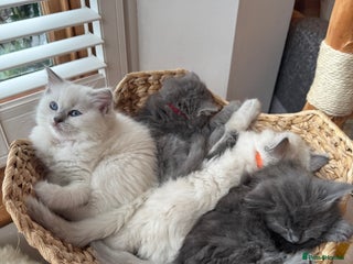 RagaMuffin cats Beautiful Ragamuffin Kittens - BSH/Ragdoll Cross - Advert 1