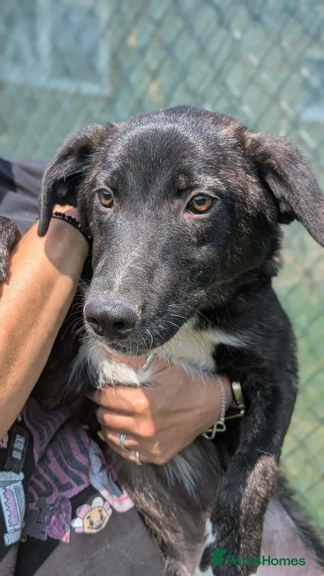 Mixed Breed dogs for adoption: Green for adoption in Hastings - Advert 2