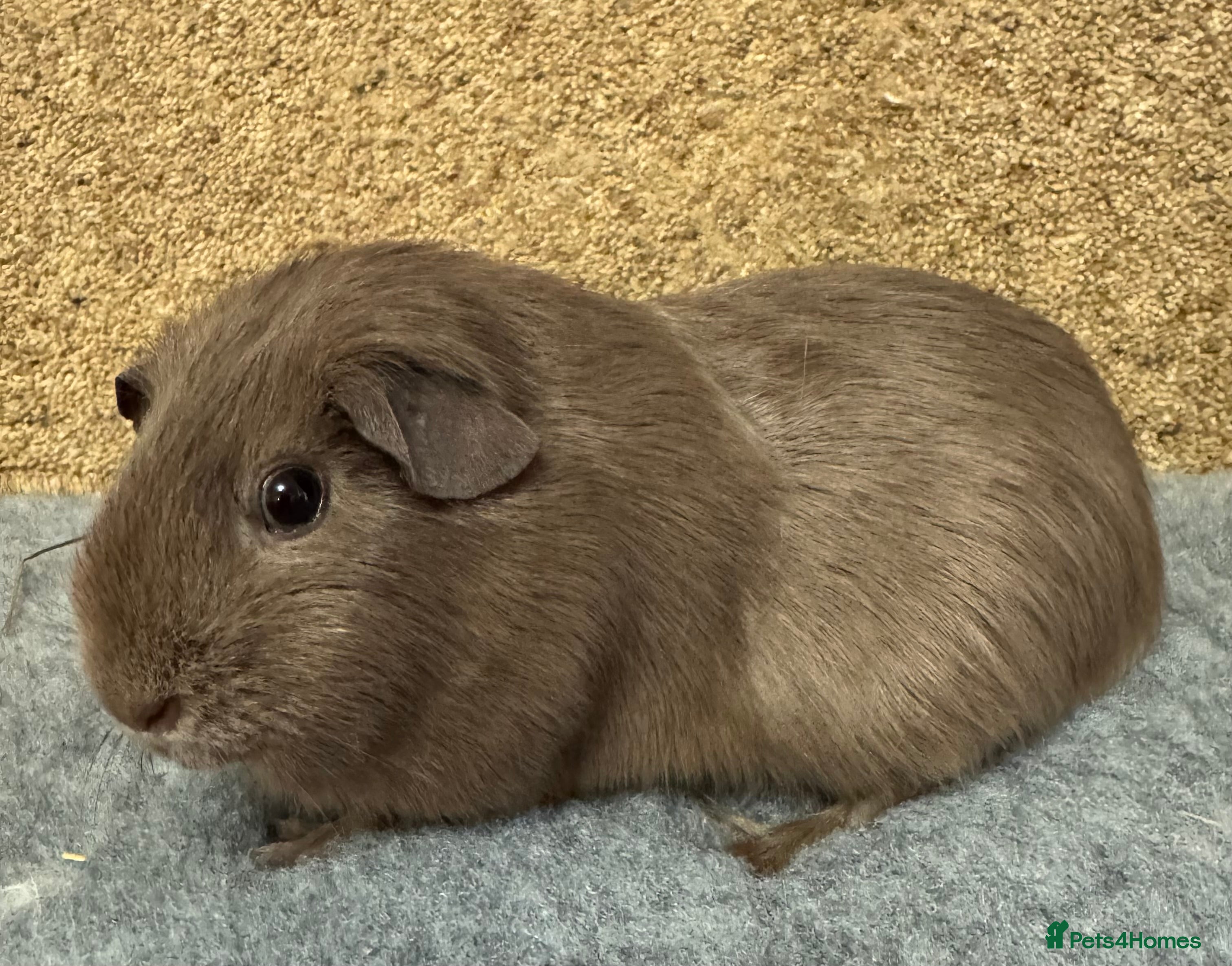 Guinea Pig rodents Slate guinea pig Trio  - Advert 16