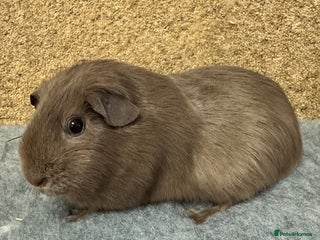 Guinea Pig rodents Slate guinea pig Trio - Advert 8