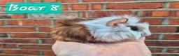 Guinea Pig rodents for sale: Ready to reserve  - Advert 8