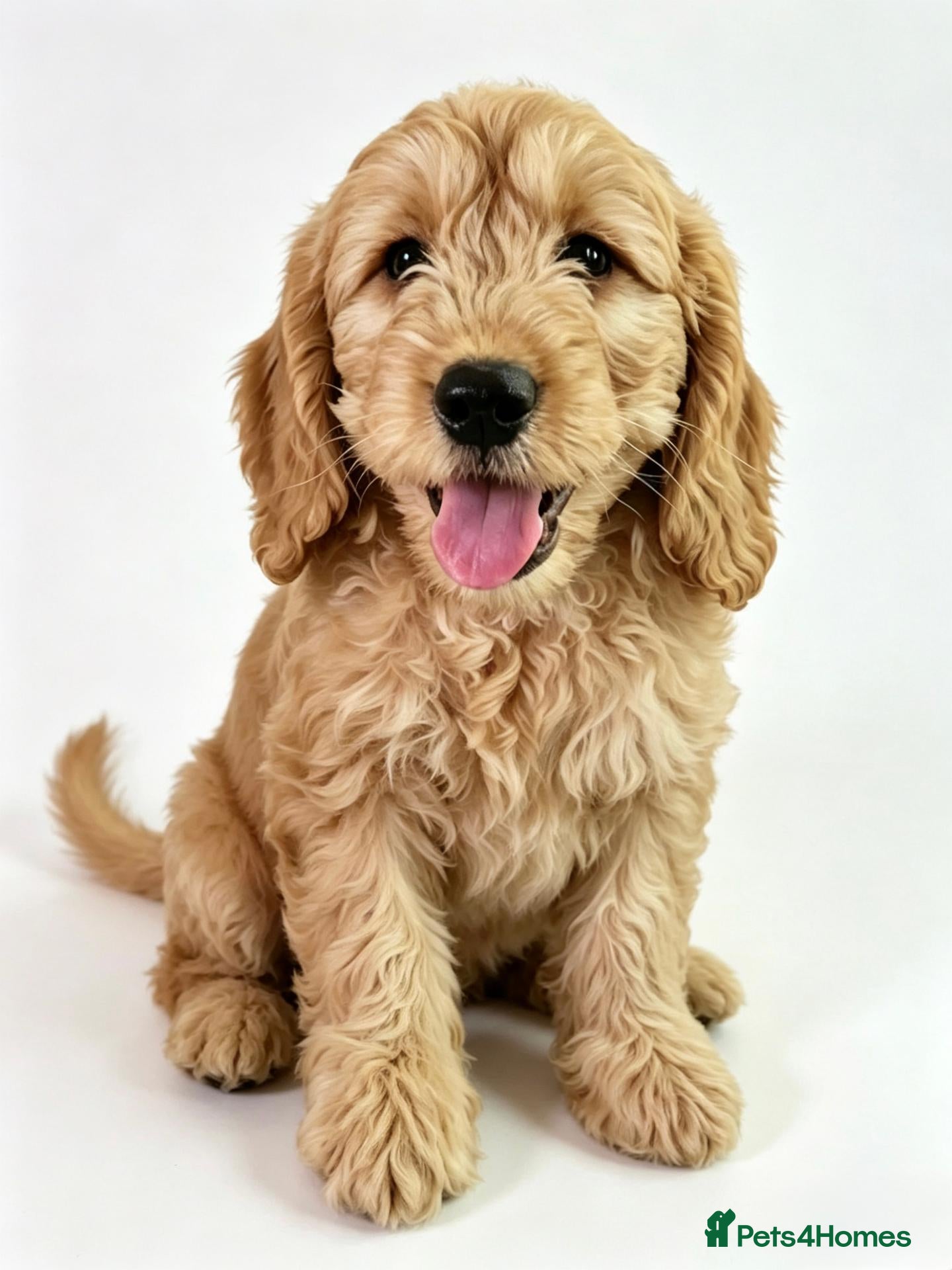 Mini Goldendoodle dogs DEC 26 PUPS Licensed Breeder & POLICE K9 Trainer - Advert 1
