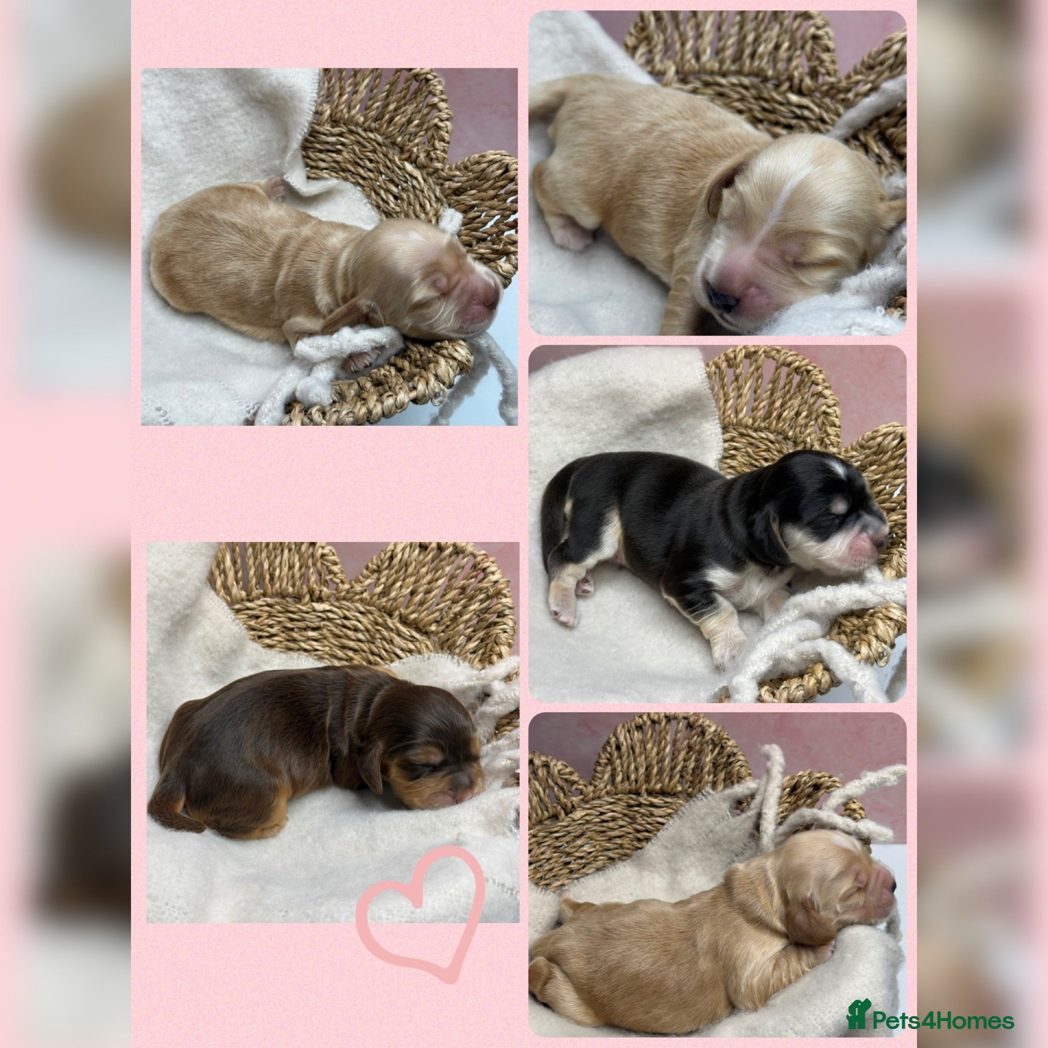 Cocker Spaniel dogs 🤍 KC Show Cocker Spaniels 🤍 - Advert 1
