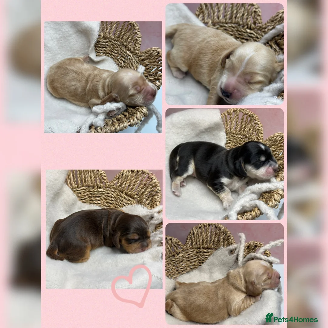 Cocker Spaniel dogs for sale: 🤍 KC Show Cocker Spaniels 🤍 - Advert 1