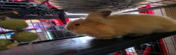 Lionhead rabbits for sale: Double maned lionhead sold as 2 girl's, only 1 is. - Advert 3