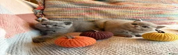 British Shorthair cats for sale: British Shorthair Girls - Advert 11