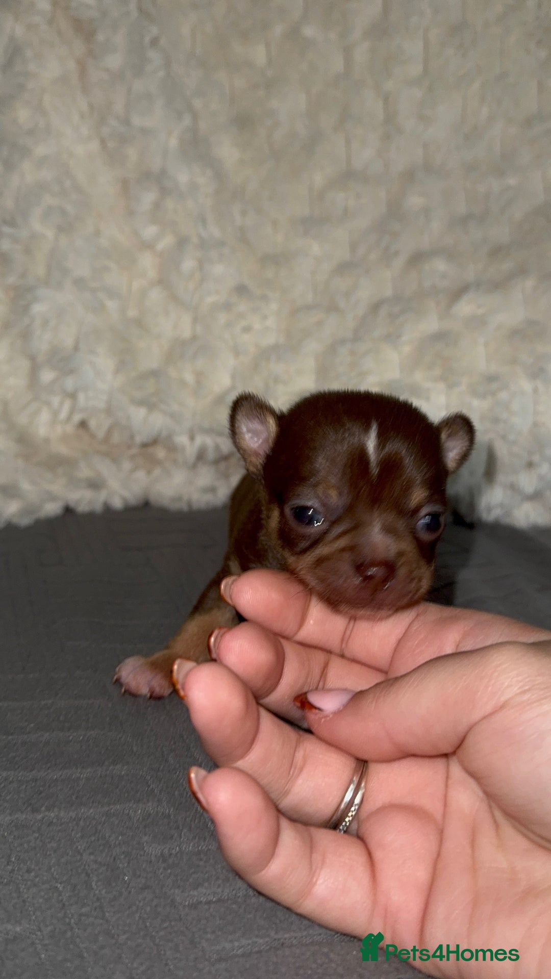 Chihuahua dogs for sale: Tri coloured male chihuahua ready to leave - Advert 2